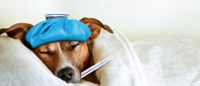Taking Care of Your Dog When Sick: Tips and Tricks